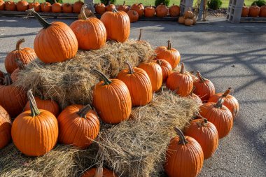 Güneşli bir sonbahar gününde çeşitli balkabaklarının yerel pazar ortamının peyzaj dokusu