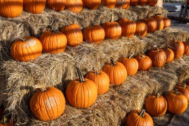 Güneşli bir sonbahar gününde çeşitli balkabaklarının yerel pazar ortamının peyzaj dokusu
