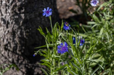 Mavi bekarlar düğmelerinin (centaurea siyanus) doku arka planında ladin ağacı gövdesinin yanında büyüyen çiçekler. Aynı zamanda çiçek de denir..