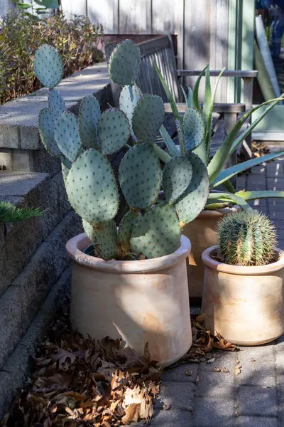 Vue Rapprochée Cactus Pot Aloès Dans Patio Jardin Extérieur Avec Images De Stock Libres De Droits