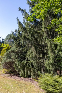 Güneşli bir günde ağlayan beyaz ladin (picea glauca pendula) ağacının tam çerçeve dokusu