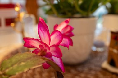 Macro abstract defocused view of deep pink flower blossoms blooming on a schlumbergera truncata (Thanksgiving cactus) plant. clipart