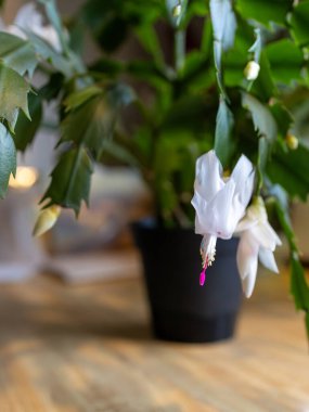 Bir schlumbergera truncata (Şükran Günü kaktüsü) üzerinde çiçek açan narin beyaz çiçeğin odaklanmış görünümü.