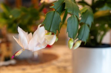 Macro abstract defocused view of delicate white flower blossoms in bloom on a schlumbergera truncata (Thanksgiving cactus) plant clipart