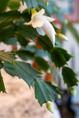 Bir schlumbergera truncata (Şükran Günü kaktüsü) üzerinde çiçek açan narin beyaz çiçeğin odaklanmış görünümü.