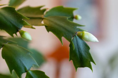 Bir schlumbergera truncata (Şükran Günü kaktüsü) üzerinde çiçek açan narin beyaz çiçeğin odaklanmış görünümü.