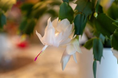 Macro abstract defocused view of delicate white flower blossoms in bloom on a schlumbergera truncata (Thanksgiving cactus) plant clipart