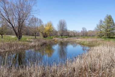 İlkbaharın ilk dönemlerinde kışın çimen sapları ve ağaçlarla çevrili kırsal bir gölet manzarası.