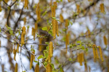 Nehir huş ağacının dalına asılmış uzun sarı Catkin çiçeklerinin tam kare makro desen arka planı (betula nigra)
