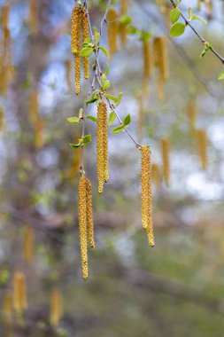 Nehir huş ağacının dalına asılmış uzun sarı Catkin çiçeklerinin tam kare makro desen arka planı (betula nigra)