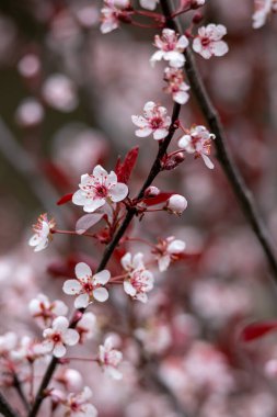 Mor yapraklı kiraz çalısı (prunus cistena) üzerinde çiçek açan makro desen arkaplanı)