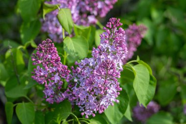 İran leylağı çalılığında (şırınga persika) ortaya çıkan çiçek tomurcukları ve çiçeklerin tam kare makro doku arka planı)