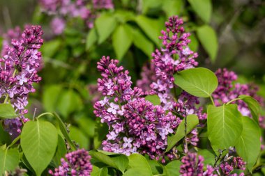 İran leylağı çalılığında (şırınga persika) ortaya çıkan çiçek tomurcukları ve çiçeklerin tam kare makro doku arka planı)