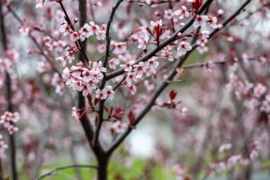Mor yapraklı kiraz çalısı (prunus cistena) üzerinde çiçek açan makro desen arkaplanı)