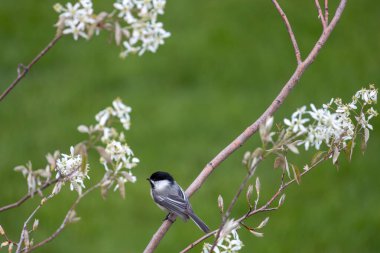 Black-capped chickadee (poecile atricapillus) perched on the branch of a flowering serviceberry tree (amelanchier grandiflora) clipart