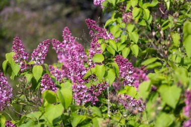 İran leylağı çalılığında (şırınga persika) ortaya çıkan çiçek tomurcukları ve çiçeklerin tam kare makro doku arka planı)