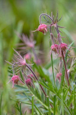 Full frame abstract texture background of budding red flower blossoms on a perennial prairie smoke (geum triflorum) plant clipart