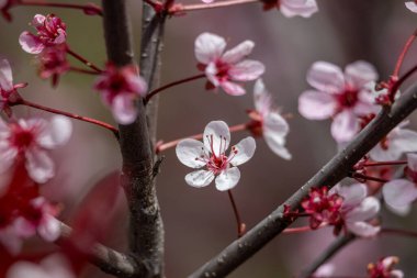 Mor bir yaprak, kiraz çalısı (prunus cistena) üzerinde çiçek açan soyut arkaplan)