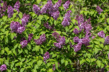 Bir İran leylağı çalısı üzerinde çiçek açan ve tomurcuklanan tam çerçeve soyut doku arka planı (şırınga persica)