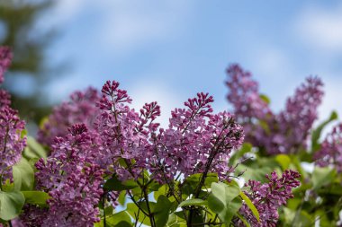 Bir İran leylağı çalısı üzerinde çiçek açan ve tomurcuklanan tam çerçeve soyut doku arka planı (şırınga persica)