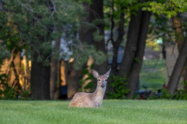 Yalnız beyaz kuyruklu geyik manzarası (odocoileus virginianus) alacakaranlık yakınlarındaki çimenli bir bahçede dinleniyor.