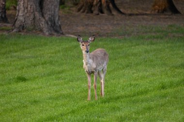 Yalnız beyaz kuyruklu bir geyiğin (odocoileus virginianus) alacakaranlık yakınlarındaki çimenli bir bahçede manzarası