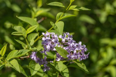 Çin leylağı çalılığında çiçek açan (şırınga çinisi) tam kare makro desen arka plan)