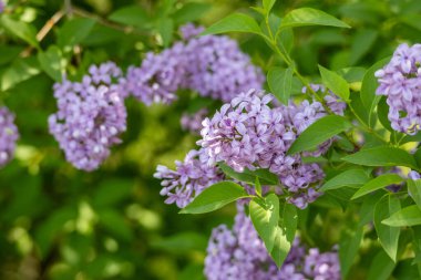 Çin leylağı çalılığında çiçek açan (şırınga çinisi) tam kare makro desen arka plan)