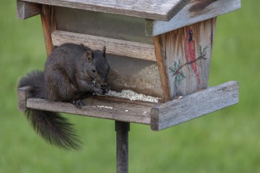 Kırsal bir kuş yemliğinde safran tohumu yiyen sevimli siyah bir sincabı yakından izle.