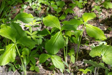 Kürsüdeki Jack 'in (arisaema triphyllum) yaban çiçeği bitkilerinin, benekli güneş ışığı altında bir ormanlık alanda büyüyen doku arka planını kapat