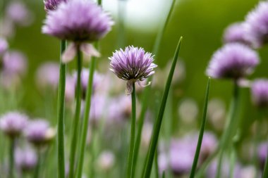 Odaklanmamış arkaplanı olan mor soğan çiçeklerinin makro soyut doku görünümü
