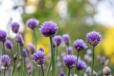 Çiçek açan mor soğanlı çiçeğin boka arka planlı bir bahçede açtığı odaklanmış makro soyut görünüm