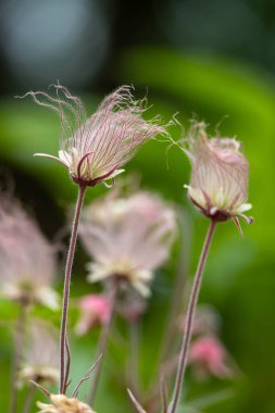 Abstract defocused texture view of prairie smoke (geum triflorum) perennial flowers in bloom, with wispy purple smoke-like hairs clipart