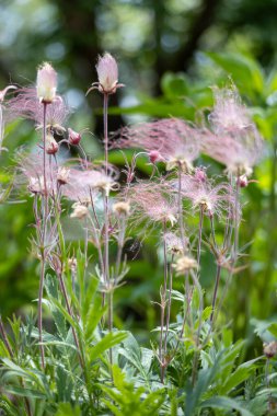 Macro abstract ethereal view of blooming prairie smoke (geum triflorum) flowers, with wispy red smoke-like hairs and defocused background clipart