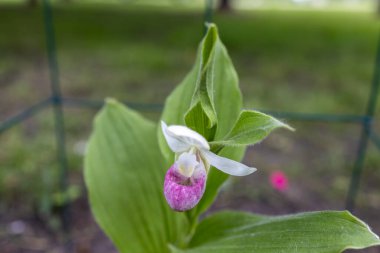 Close up view of a pink and white cypripedium reginae (showy ladys slipper) orchid flower, blooming in dappled sunlight. Also called moccasin flower. clipart