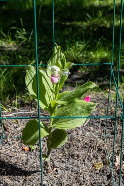 Close up view of a pink and white cypripedium reginae (showy ladys slipper) orchid flower, blooming in dappled sunlight. Also called moccasin flower. clipart