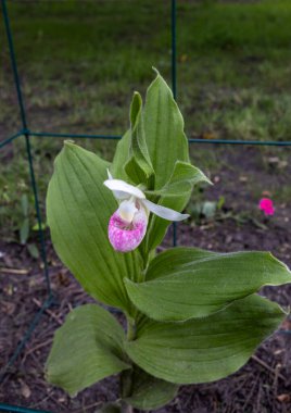 Close up view of a pink and white cypripedium reginae (showy ladys slipper) orchid flower, blooming in dappled sunlight. Also called moccasin flower. clipart