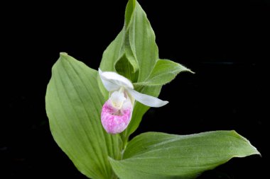 Abstract macro texture view of a blooming pink and white showy ladys slipper (cypripedium reginae) flower with black background clipart