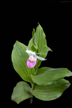 Abstract macro texture view of a blooming pink and white showy ladys slipper (cypripedium reginae) flower with black background clipart