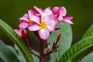 Çiçek açan bir plumeria 'nın (frangipani) tam çerçeve soyut makro görüntüsü. Pembe, sarı ve beyaz çiçek buketi.
