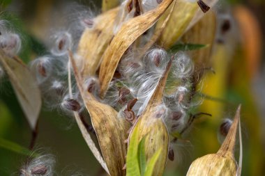 Defocused macro abstract of mature seed pods on a swamp milkweed plant, scattering fluffy seeds into the wind clipart