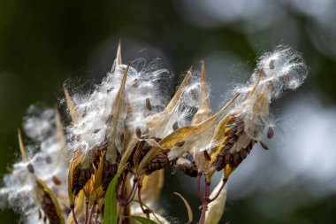 Olgun tohumların çözünmüş makro özeti bataklık yosun bitkisi üzerinde kabarık tohumları rüzgara savuruyor.