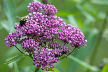 Çiçek açan pembe bataklık yosununun (asclepias incarnata) tam çerçeve soyut dokusu kelebek bahçesinde çiçek açar