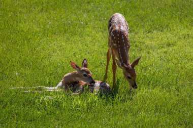 Landscape view of a pair of young spotted white-tailed deer fawns grazing in an open grass lawn with morning light clipart