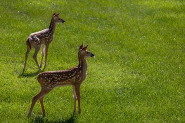 Landscape view of a pair of young spotted white-tailed deer fawns standing in alert on an open grass lawn with morning sunlight clipart