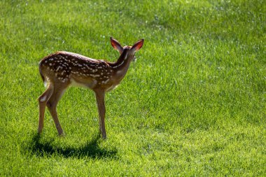 Benekli beyaz kuyruklu geyik yavrusunun manzarası sabah ışıklarıyla açık bir çimenlikte duruyor.