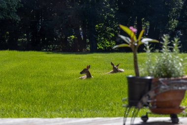 Landscape view of a pair of young spotted deer fawns resting in an open grass lawn on a sunny morning clipart