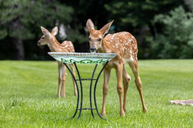 Landscape view of a young white-tailed deer fawn drinking water at a residential bird bath in a large open lawn clipart