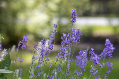 Çiçek açan İngiliz lavanta çiçeğinin tam çerçeve soyut doku arka planı, çözünmüş arka planı olan bir bitki bahçesinde bulunuyor.