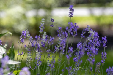 Çiçek açan İngiliz lavanta çiçeğinin tam çerçeve soyut doku arka planı, çözünmüş arka planı olan bir bitki bahçesinde bulunuyor.